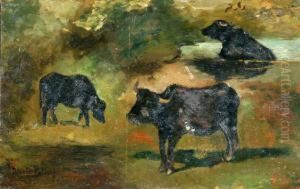 Bufali Al Pascolo
