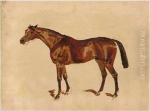 Sketch Of A Bay Horse Sketch Of A Bay Horse