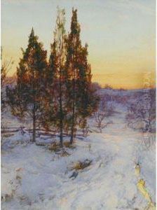 Cedars At Twilight