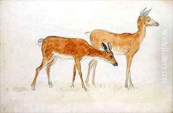 American Deer - view 1