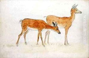 American Deer by Anthony Devis