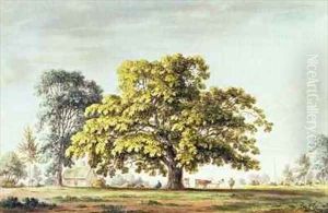 A Walnut Tree at Denton near Grantham by Anthony Devis