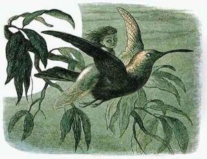 Moonlight Rider by Richard Doyle
