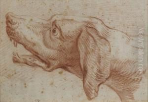 Tete De Chien De Chasse