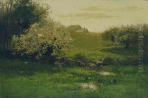 Apple Blossoms