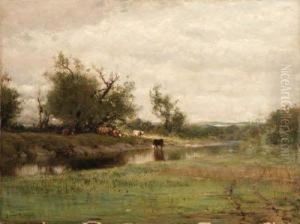Cows Watering Along A Stream