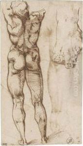 Double-sided Sheet Of Studies Of A Male Nude by Bartolomeo Passarotti