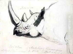 A Rhinoceros head and shoulders facing left by Thomas Daniell