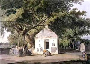 The Sacred Tree of the Hindoos at Gyah Bahar