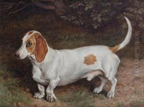Portrait Of A Basset Hound - view 1