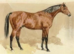 A Bay Stallion