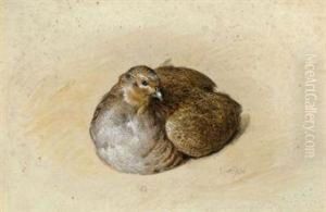 A Grey Partridge by Frank Paton