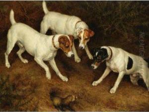 Not At Home: Cracknell, Olive And Jack Russell On A Ferret Not At Home: Cracknell, Olive And Jack Russell On A Ferret