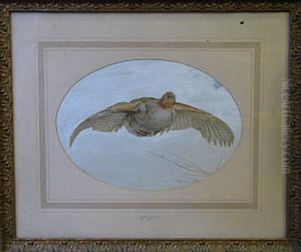 Partridge In Flight - view 1