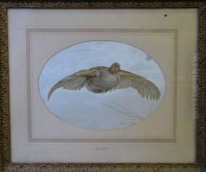Partridge In Flight