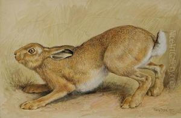 Study Of A Hare, 1897 - view 1