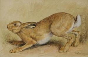 Study Of A Hare, 1897