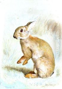 Study Of A Rabbit by Frank Paton