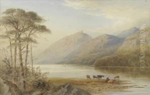 A Scene On Lochmaree,cattle Watering In The Shallows, Sailing Boats Beyond
