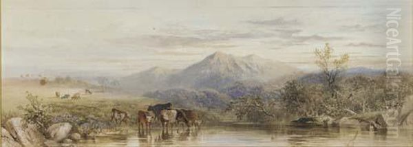 Cattle Watering At Dusk - view 1