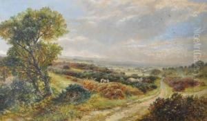 Extensiveheathland Landscape