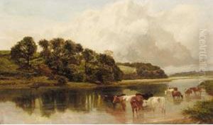 Cattle Watering Cattle Watering