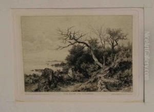 Der Baum Am Strand Der Baum Am Strand