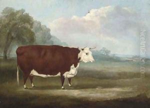 A prize Hereford cow by William Henry Davis