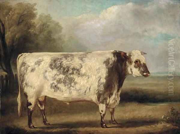 A prize bull in a field - view 1