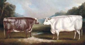 A prize heffer and a prize cow by William Henry Davis