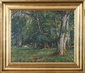 Forrest Scenery With Red Deer