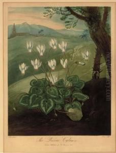 The Persian Cyclamen, From Dr. Thornton's Temple Of Flora by Abraham Pether