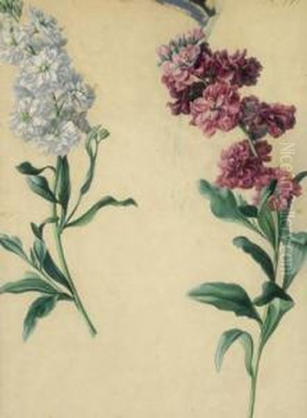 Orchideengewachse - view 1