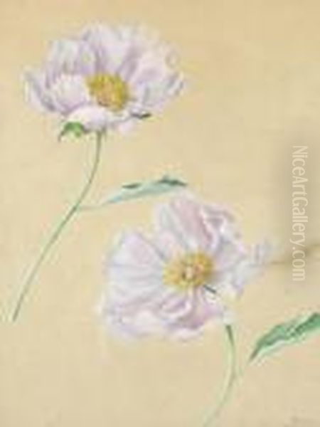 Rosa Mohnblumen - view 1