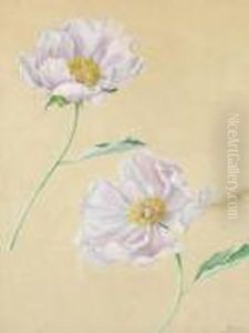Rosa Mohnblumen Rosa Mohnblumen
