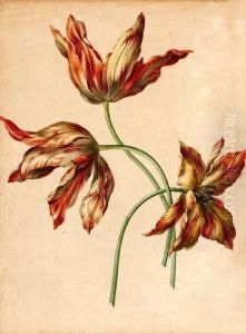 A Study Of Three Tulips by Franz Xaver Petter