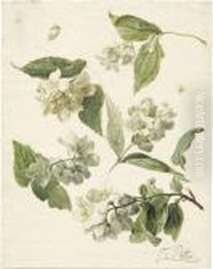 Studienblatt Mit Bluhendem Zweigen Des Wilden Jasmins by Franz Xaver Petter