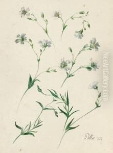 Studienblatt Mit Bluhendem Acker-hornkraut by Franz Xaver Petter