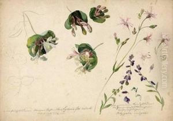 Studienblatt Mit Wiesenblume - view 1