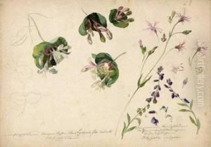 Studienblatt Mit Wiesenblume by Franz Xaver Petter