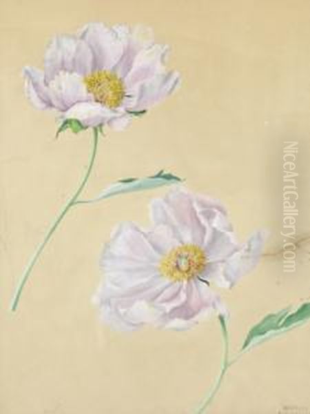 Papaveri Rosa - view 1