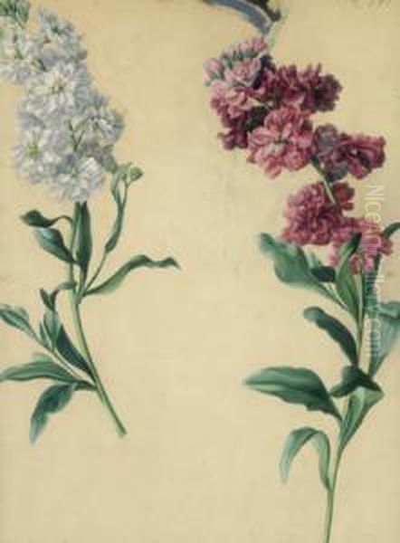 Orchidee - view 1