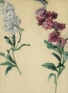 Orchidee by Franz Xaver Petter