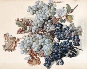 Grappoli D""""uva Blu Grappoli D""""uva Blu