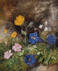 Natura Morta Con Fiori Alpini Natura Morta Con Fiori Alpini