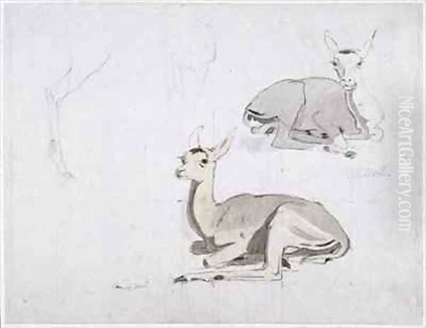 Studies of young Pallah Deer Resting - view 1