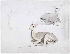 Studies of young Pallah Deer Resting