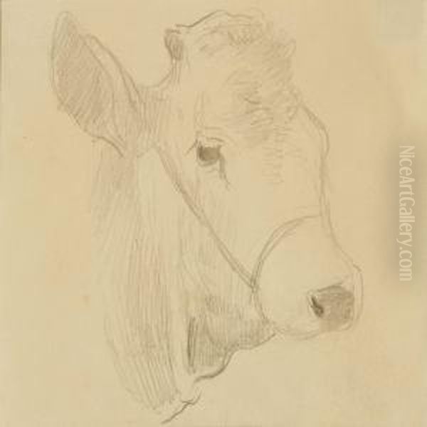 Three Studies Of Cows - view 1