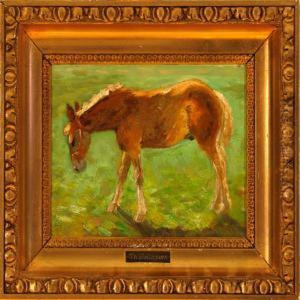 A Foal On A Field - view 1