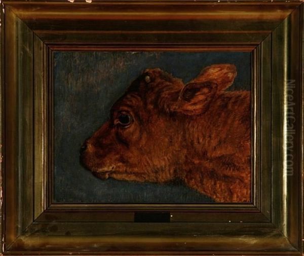 A Calf Head - view 1